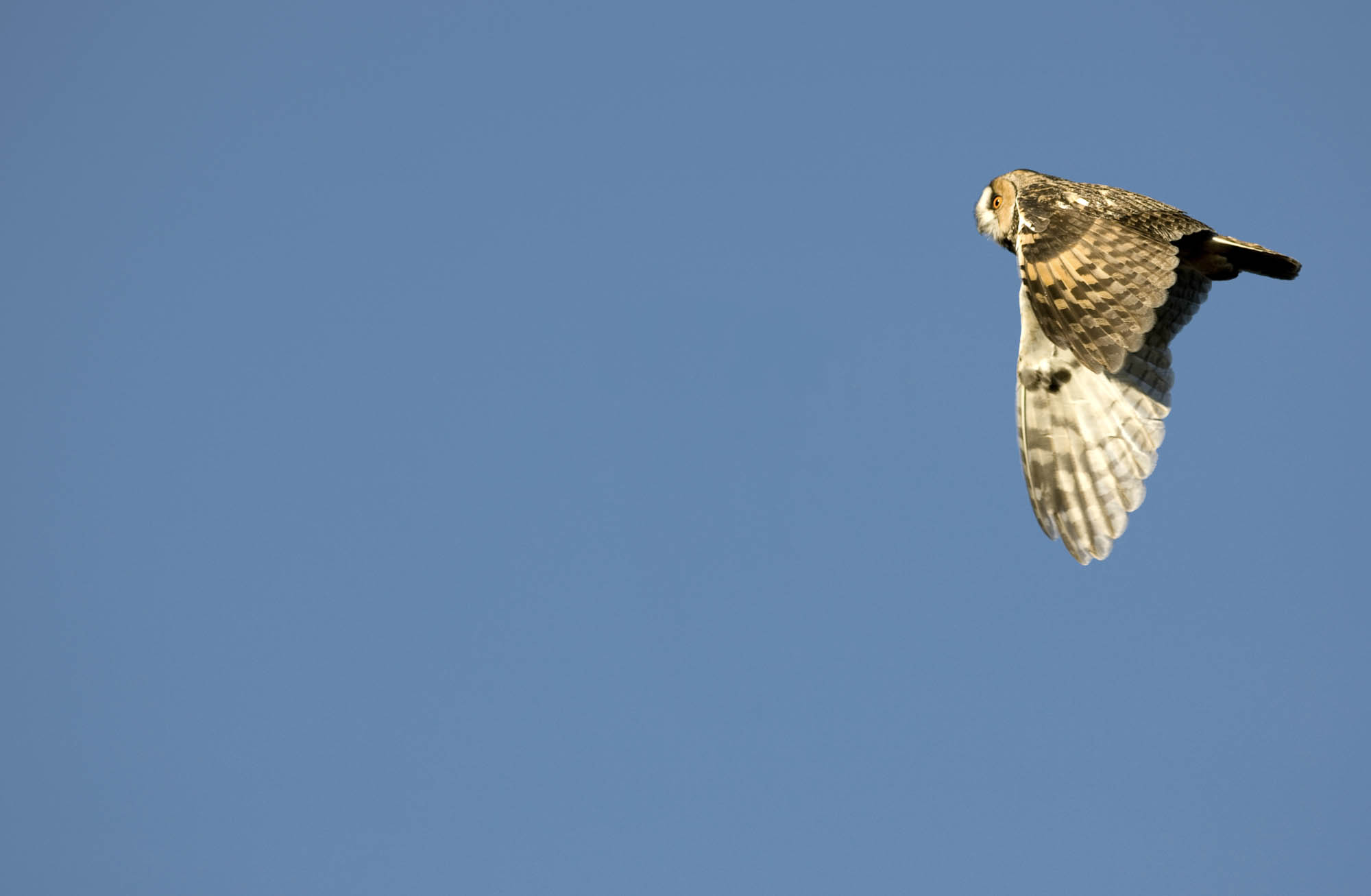Long-eared Owl. Graham Catley